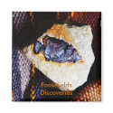 Fossilfields Discoveries Magnet