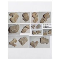 FOSSILIZED MAMMAL VERTEBRA
