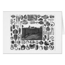 FOSSILS GREETING CARD
