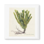 Foundon Cairn Gorm Derry Refrigerator Magnets