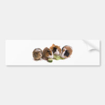 four guinea pigs who eat, autocollants pour voiture