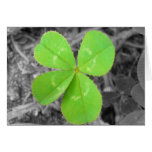 Four Leaf Clover Card - Black, White, and Colour