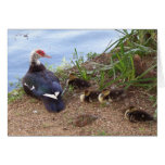 Four lil' ducklings cards