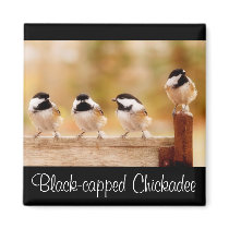 Four little chickadees magnets