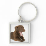 Four-Month-Old Chocolate Lab Puppy Yawning Keychain