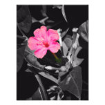 Four O'Clock Flower Photo Print