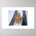 Four Paw Drive posters