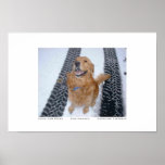 Four Paw Drive posters