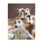 Four whippets postcards