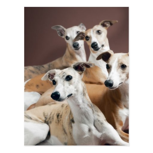 Four whippets postcard