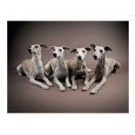 Four whippets postcard