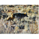 Fox Coyotes Wild Anilmal In Field photo sculptures