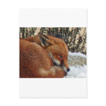 Fox day dreaming postcards
