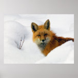 fox in rocky mountain national park posters