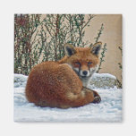 Fox in the snow magnets