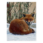 Fox in the snow postcards