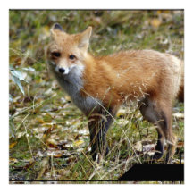 Fox  Invitations