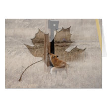 Fox Loves Utility Pole Cards