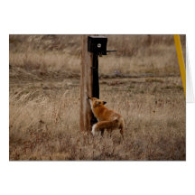 Fox Loves Utility Pole; Customisable Greeting Cards