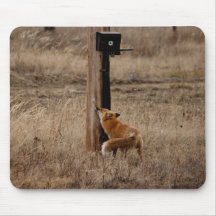 Fox Loves Utility Pole Mouse Pads