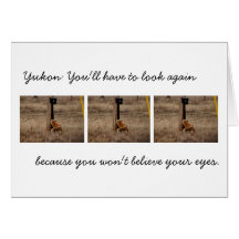 Fox Loves Utility Pole; Yukon Territory Souvenir Greeting Card