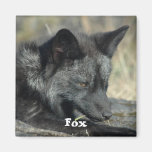 Fox Magnet
