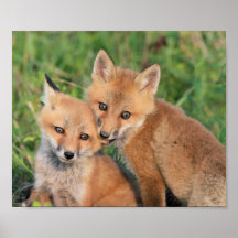 Fox Nom Print