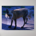 Fox on Porch Poster
