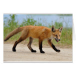 Fox on the run greeting card