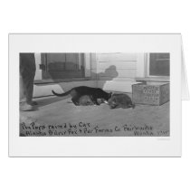 Fox Pups Raised by Cat 1915 Greeting Card