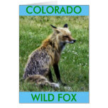 Fox Resting on Field in Idaho Springs, Colorado Cards