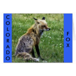 Fox Resting on Field in Idaho Springs, Colorado Card