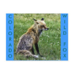 Fox Resting on Field in Idaho Springs, Colorado Postcard
