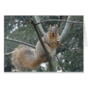 Fox Squirrel cards