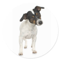 Fox Terrier Sticker