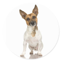 Fox Terrier Stickers