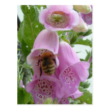 Foxglove and Bee Postcard