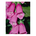 Foxglove flowers post card