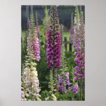Foxglove flowers ... poster posters