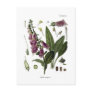 Foxglove Post Card