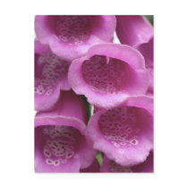 Foxglove Postcard