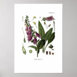 Foxglove Poster