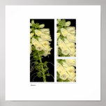 foxglove print