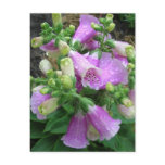 Foxglove with dew post cards