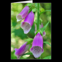 Foxgloves again cards