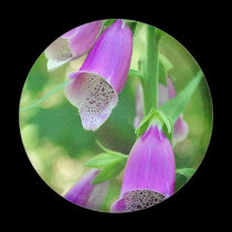 Foxgloves again magnets