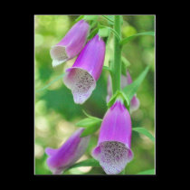 Foxgloves again postcards
