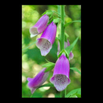 Foxgloves again posters