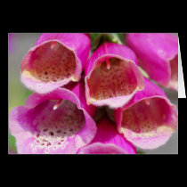 FOXGLOVES cards