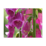 Foxgloves Postcards